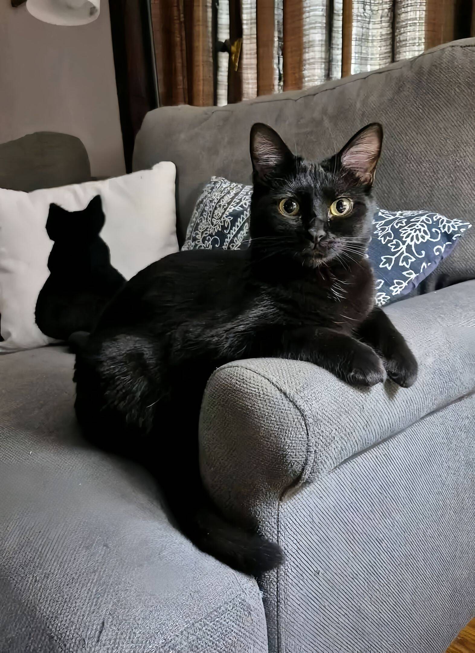 Charming Black Cat pfp Profile Picture Relaxing on Couch