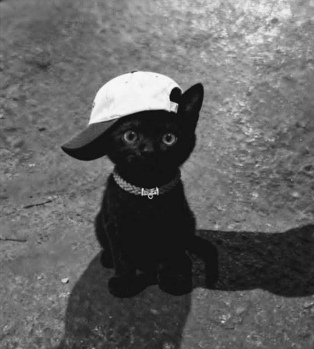 Black Cat pfp Profile Picture Hip Hop Style