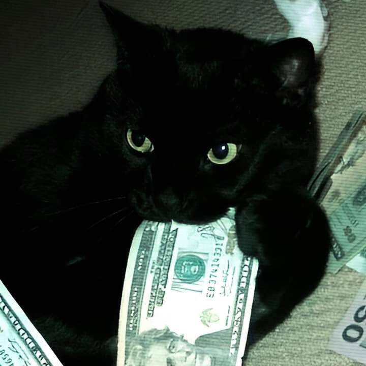 Black Cat pfp Profile Picture with Money