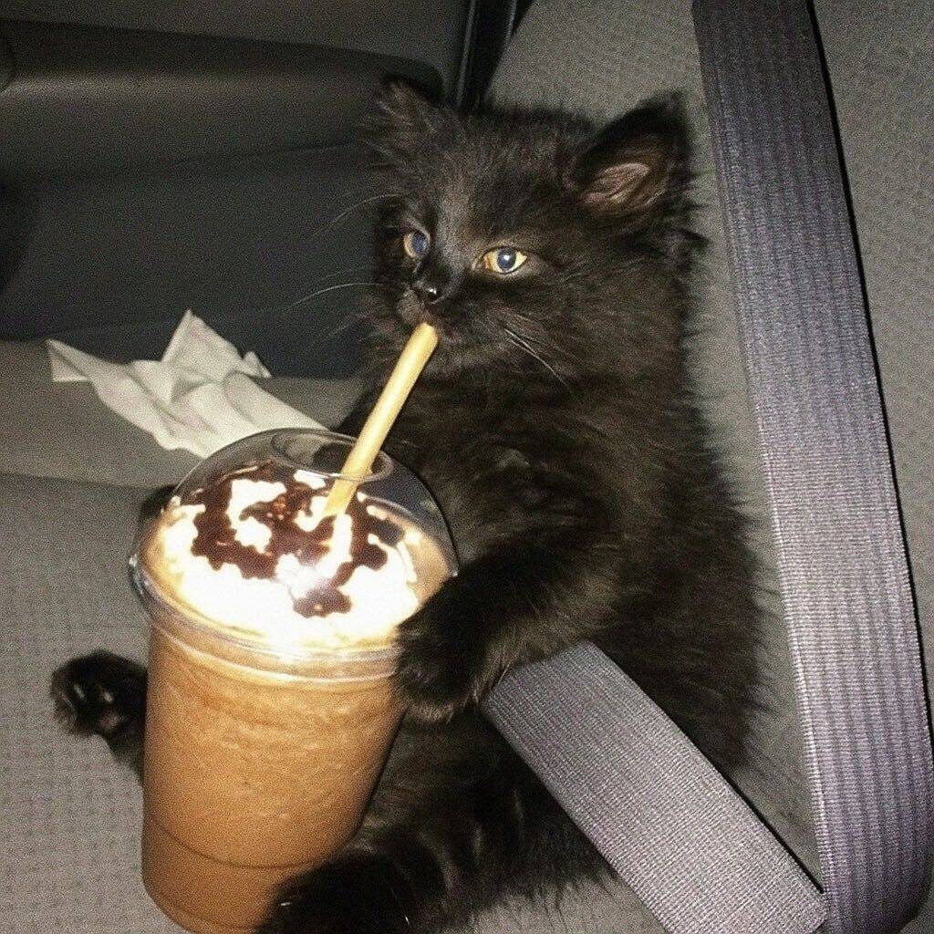 Adorable Black Cat pfp Profile Picture with Iced Coffee