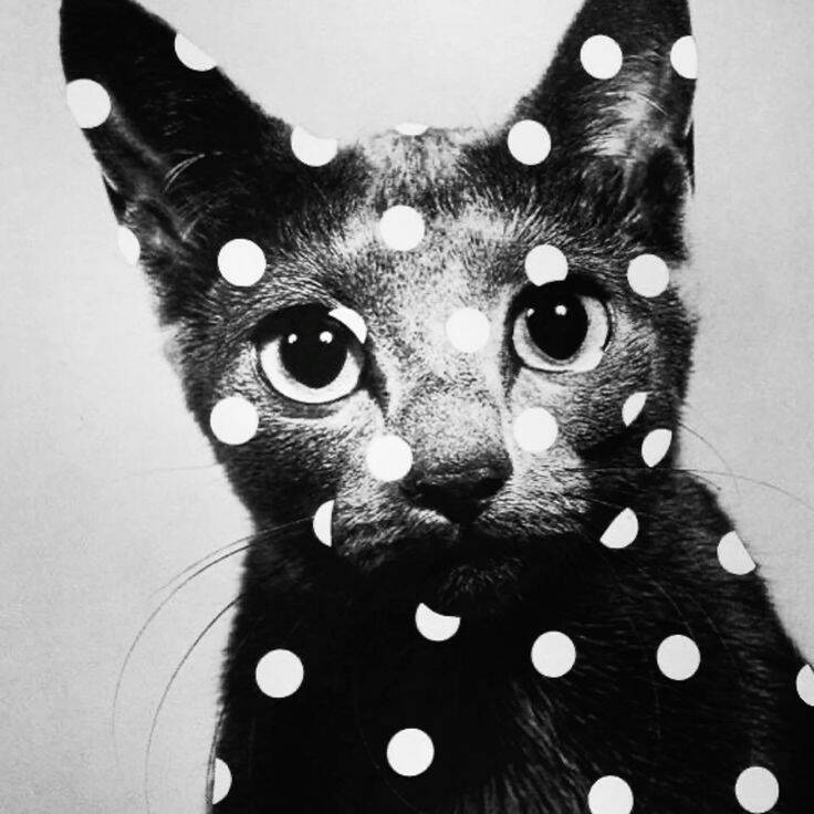 Black and White pfp Profile Picture Artistic Cat