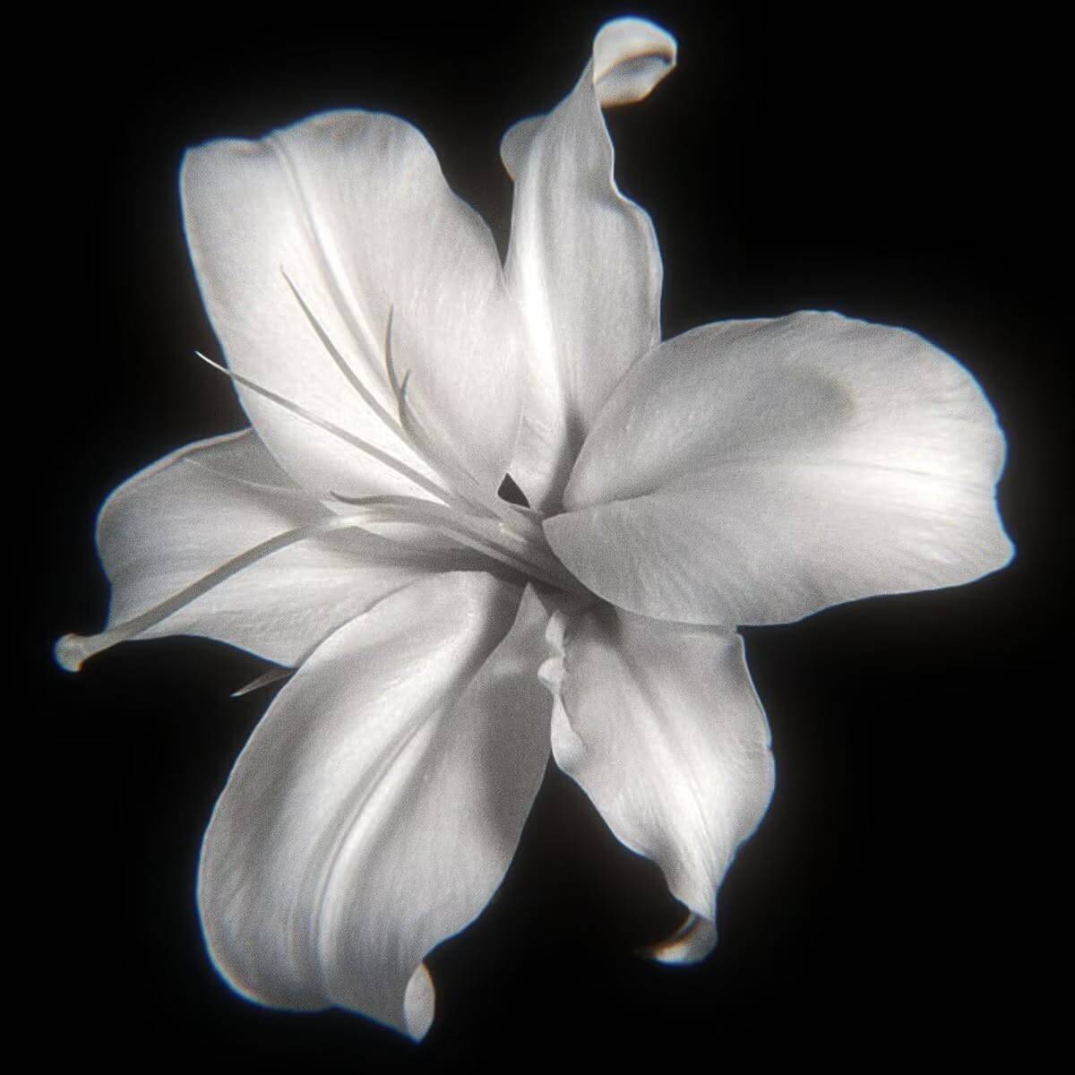 Elegant Black and White Flower pfp Profile Picture