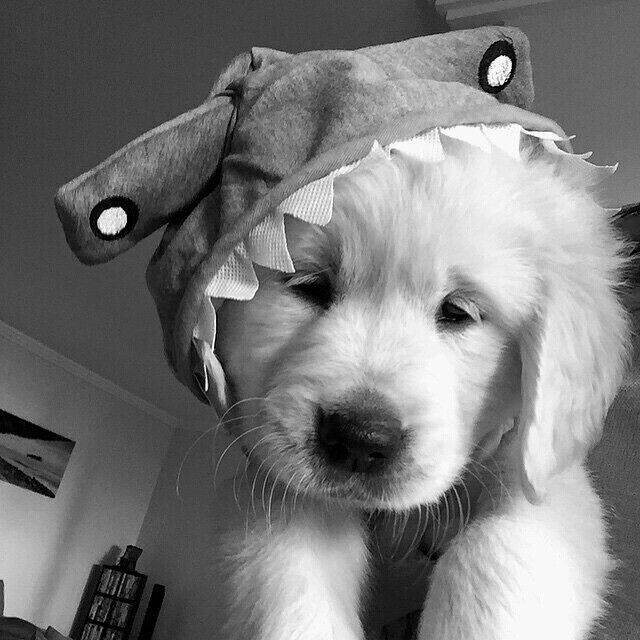 Adorable Puppy in Shark Costume Black and White pfp Profile Picture