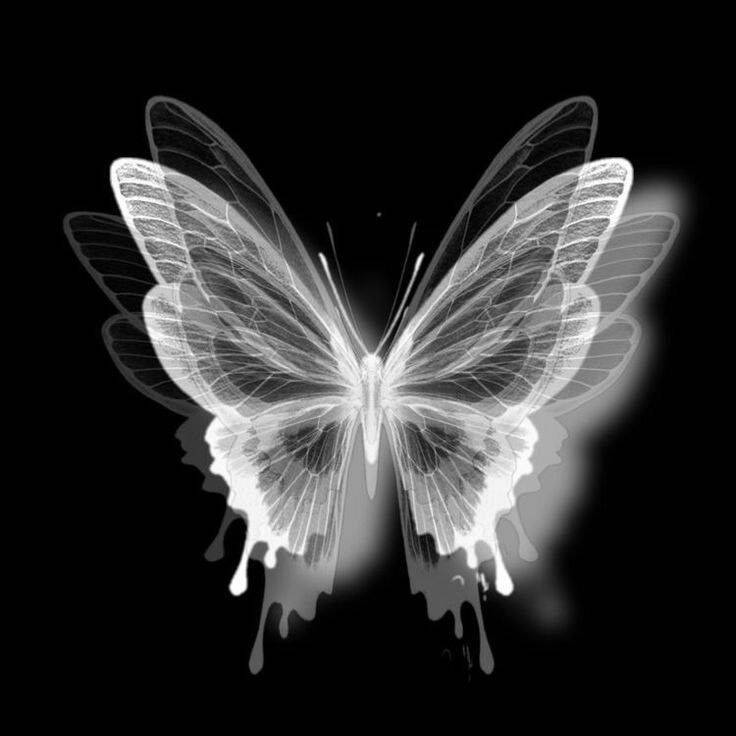 Black and White pfp Profile Picture Butterfly Art