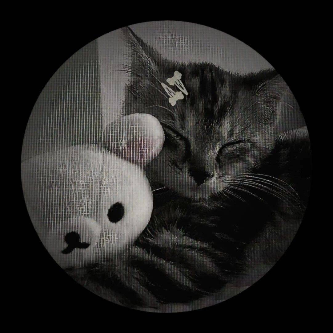 Black and White pfp Profile Picture Cute Cat with Plush Toy