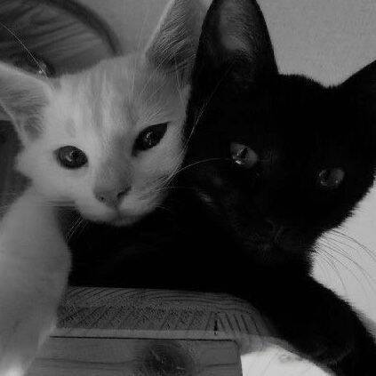 Black and White pfp Profile Picture Cute Cat Duo