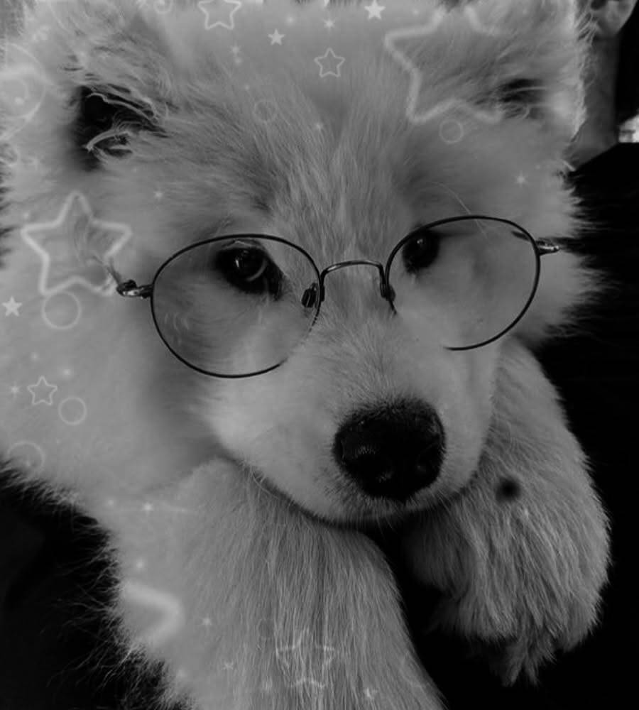 Adorable Dog with Glasses Black and White pfp Profile Picture