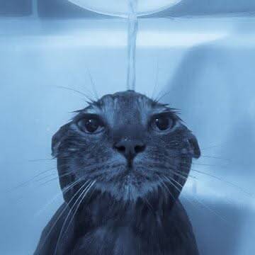 Blue pfp Profile Picture Cute Otter Underwater