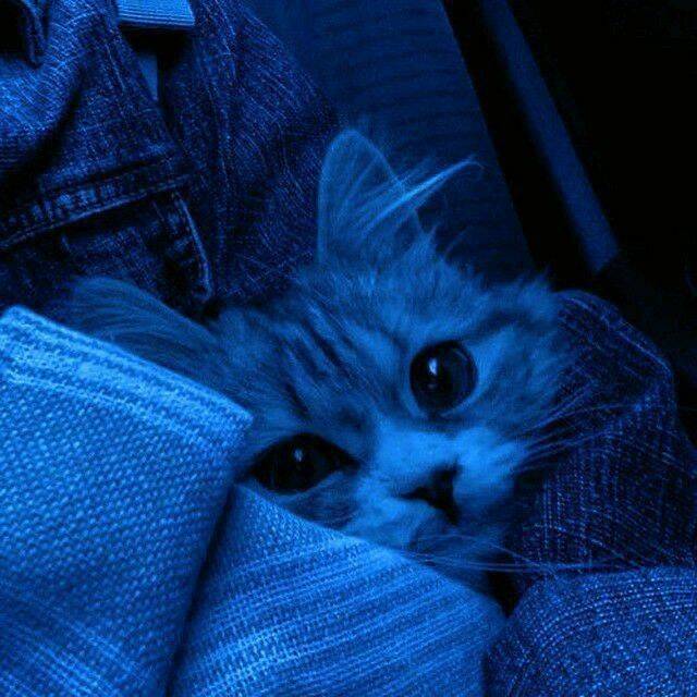 Blue pfp Profile Picture Cute Cat Eyes Blue pfp Profile Picture Feline Cuddle