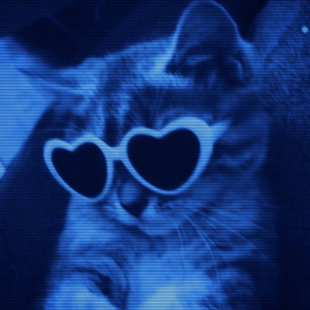 Blue pfp Profile Picture Cute Cat with Heart Sunglasses