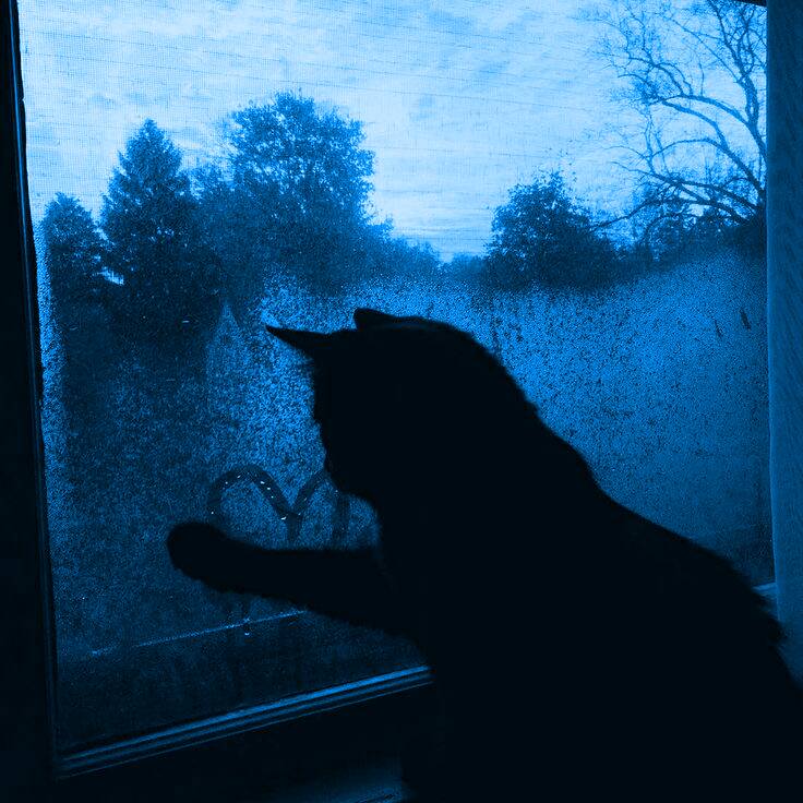 Blue pfp Profile Picture Cat Silhouette Window Rain