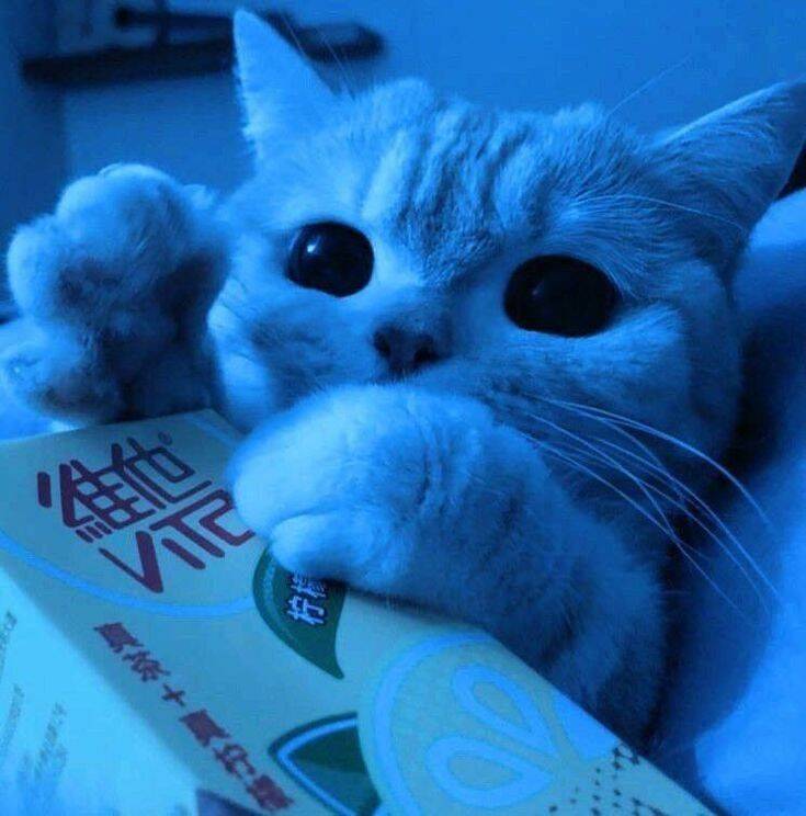 Blue pfp Profile Picture Cute Cat with Big Eyes