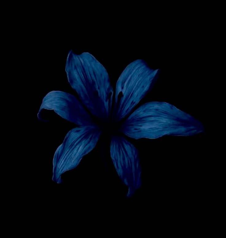 Blue pfp Profile Picture Aesthetic Blue Flower