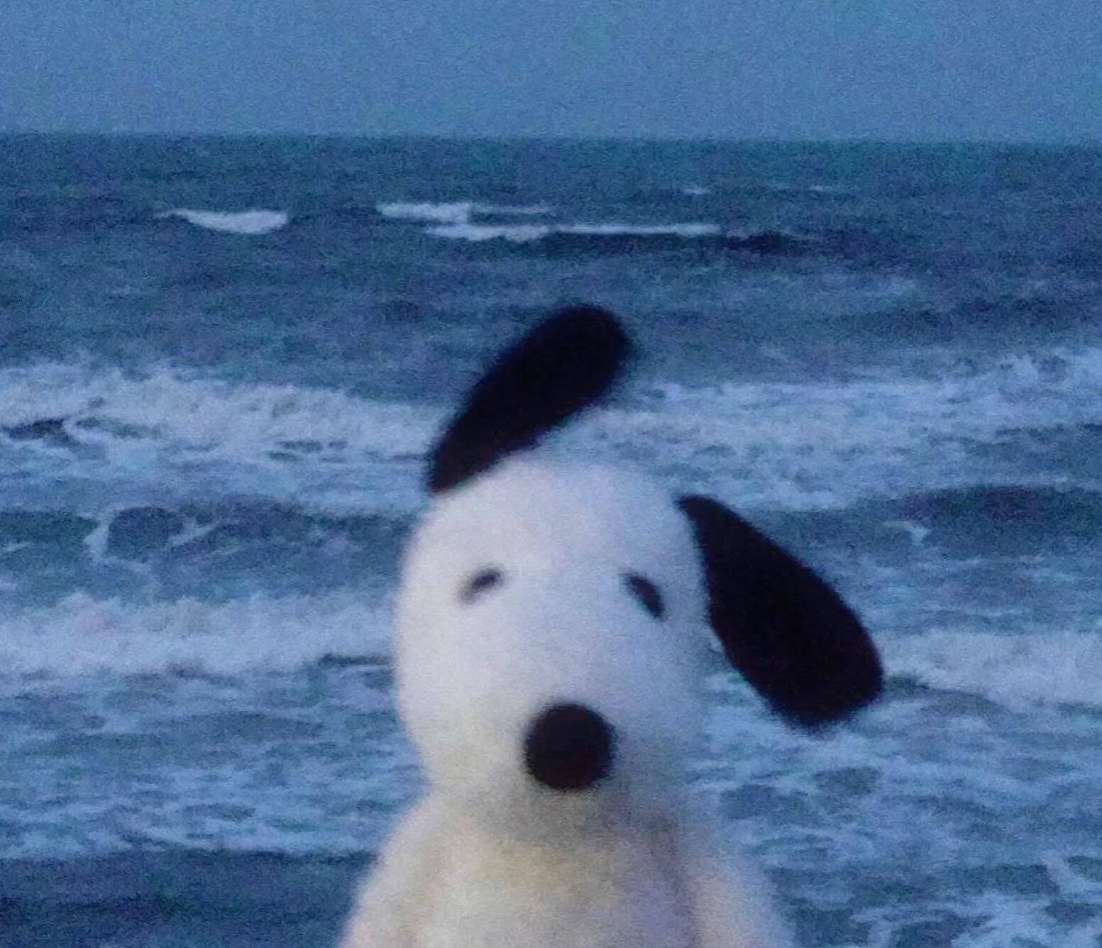 Blue pfp Profile Picture Cute Dog Plush Toy Beach Waves