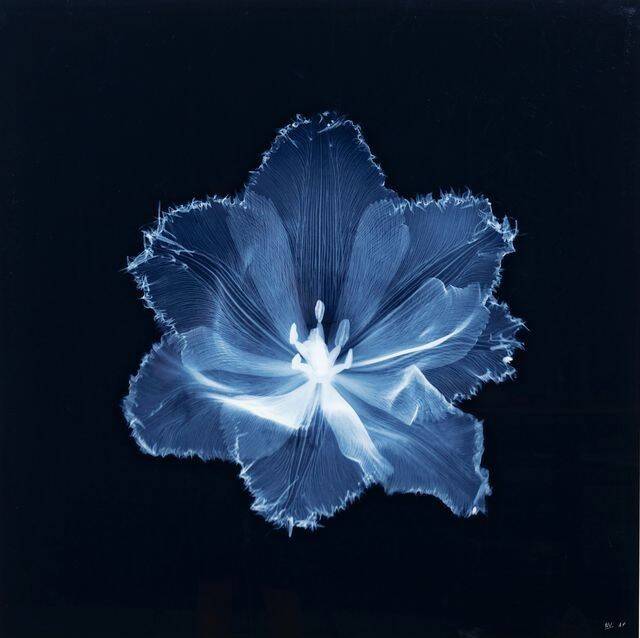 Blue pfp Profile Picture Floral Aesthetic Flower Petals