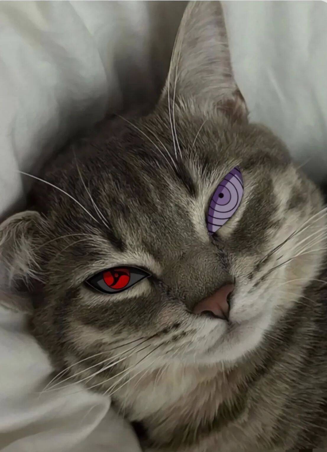 Obito pfp Profile Picture Cat with Sharingan Eye and Purple Eye
