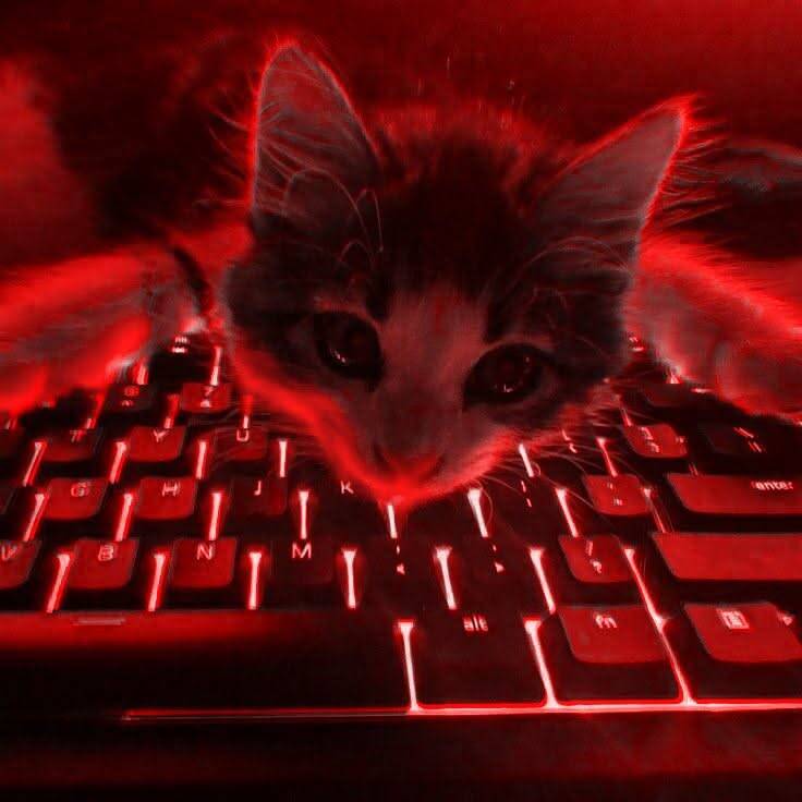 Red pfp Profile Picture Cat Aesthetic Red Glow