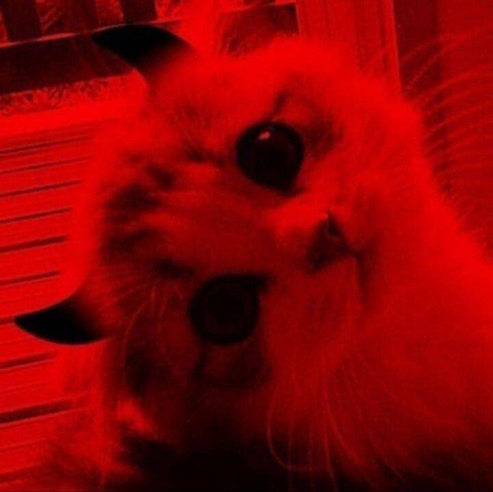 Red pfp Profile Picture Cute Cat Aesthetic Dark Red