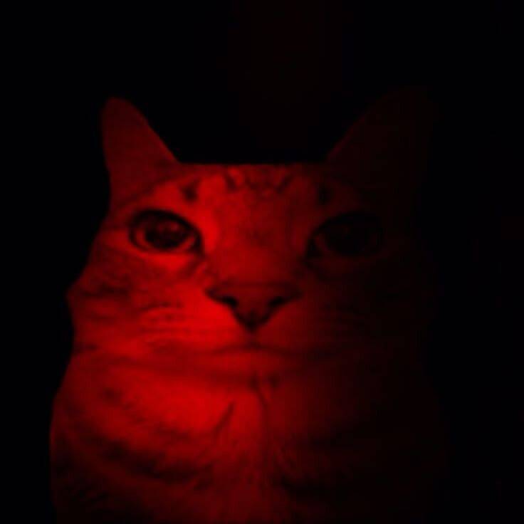 Red Cat pfp Profile Picture Aesthetic Dark Red