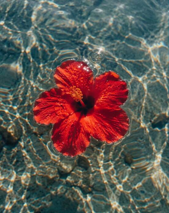 Red pfp Profile Picture Hibiscus Flower Aesthetic Bright Red