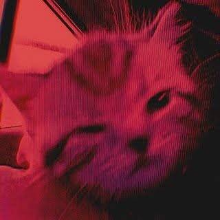 Red pfp Profile Picture Cute Cat Aesthetic Red Cat PFP