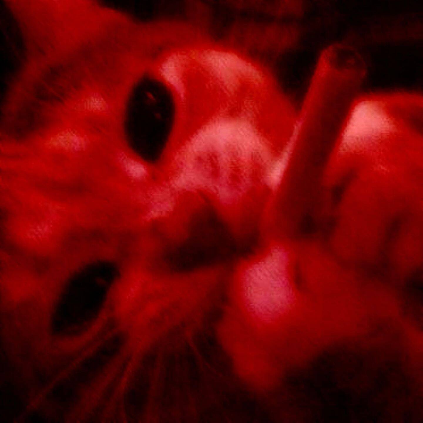 Red pfp Profile Picture Aesthetic Cat Eyes Dark Red