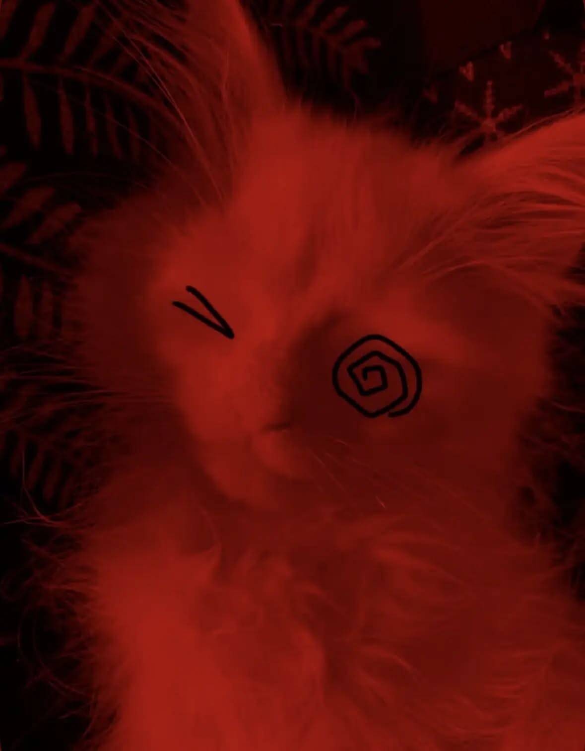 Red pfp Profile Picture Cute Cat Aesthetic Red Cat Eyes