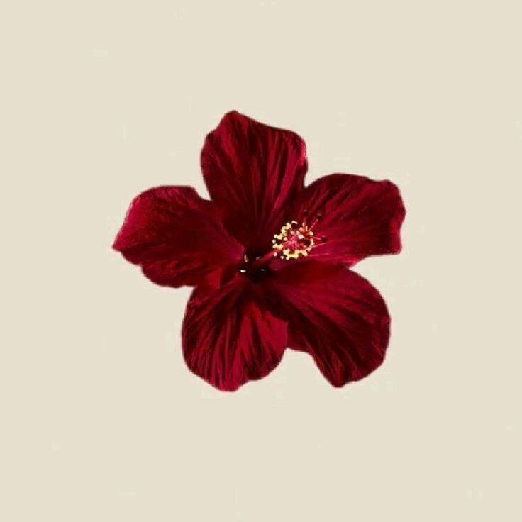 Red pfp Profile Picture Hibiscus Flower Aesthetic Bold Red