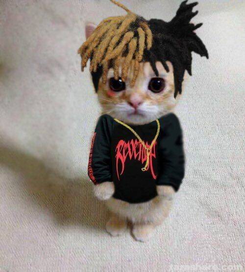 XXXTentacion pfp Profile Picture Cat with Dreadlocks